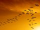 flock of migrating canada geese flying at sunset (XXL)
