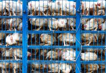 Chicken transport in cramped cage on a pickup truck in Pakistan.