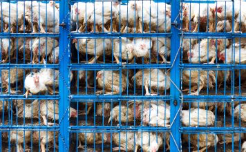 Chicken transport in cramped cage on a pickup truck in Pakistan.