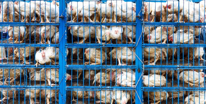 Chicken transport in cramped cage on a pickup truck in Pakistan.