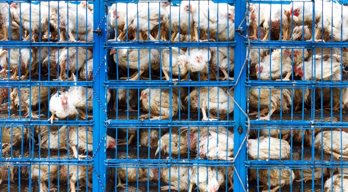 Chicken transport in cramped cage on a pickup truck in Pakistan.