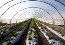 Strawberries growing in a polytunnel, Scotland