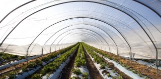 Strawberries growing in a polytunnel, Scotland