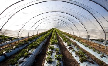 Strawberries growing in a polytunnel, Scotland