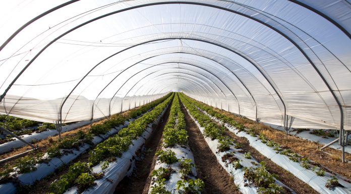 Strawberries growing in a polytunnel, Scotland