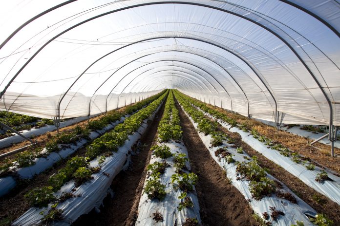 Strawberries growing in a polytunnel, Scotland