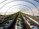 Strawberries growing in a polytunnel, Scotland