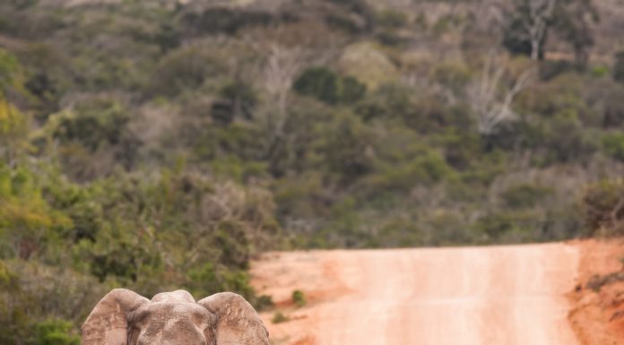 Image: © WillieErasmus | iStock