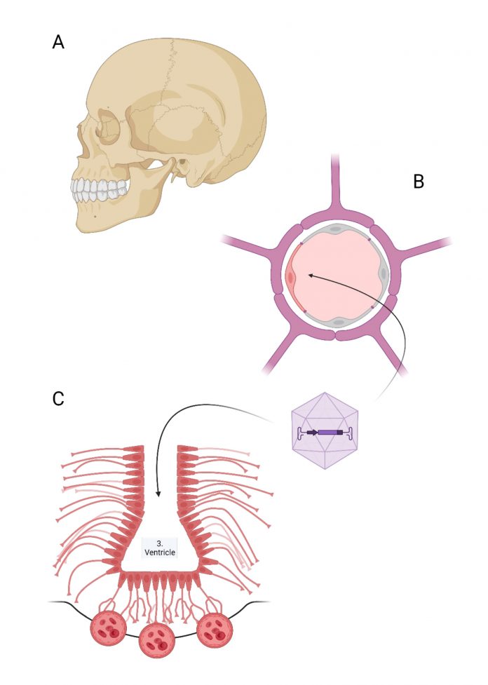 Figure 1: The central nervous system (CNS) is protected from mechanical injury by the skull (A) and from chemical noxious agents by the blood-brain barrier (B, C). The latter consists of the endothelial barrier in most parts of the CNS (B) and the tanycytic barrier in the hypothalamus (C). We develop gene vectors transducing endothelial cells and tanycytes to treat genetic and non-genetic diseases of the brain.