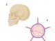 Figure 1: The central nervous system (CNS) is protected from mechanical injury by the skull (A) and from chemical noxious agents by the blood-brain barrier (B, C). The latter consists of the endothelial barrier in most parts of the CNS (B) and the tanycytic barrier in the hypothalamus (C). We develop gene vectors transducing endothelial cells and tanycytes to treat genetic and non-genetic diseases of the brain.