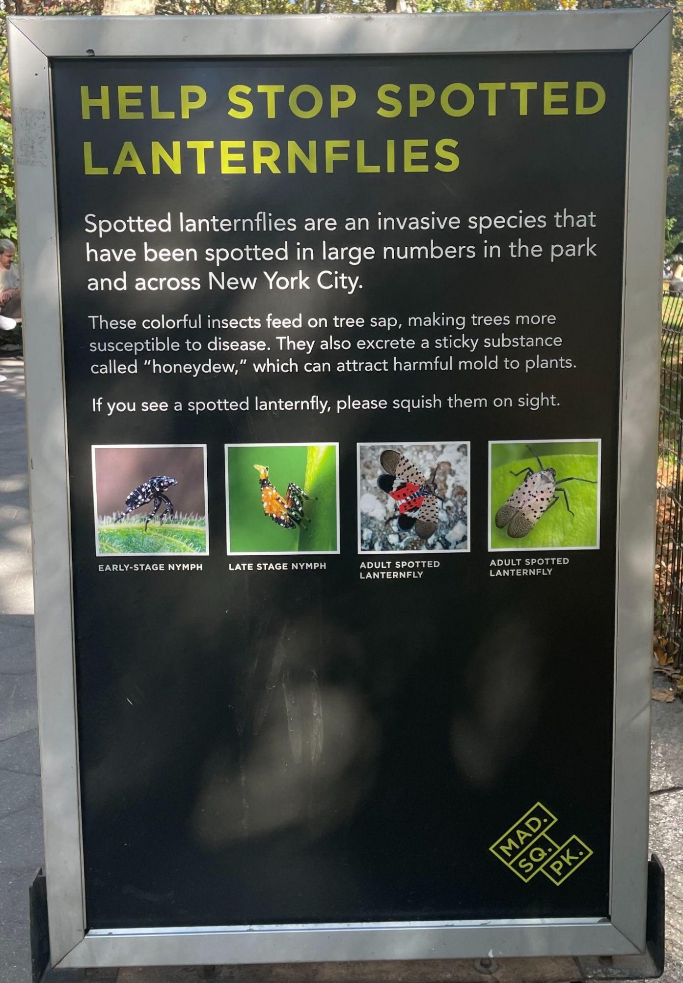 Figure 3a (above): Poster in Central Park, New York, NY, describing harm caused by the Spotted Lanternfly. Figure 3b: A team placing their insect trap in their chosen location.