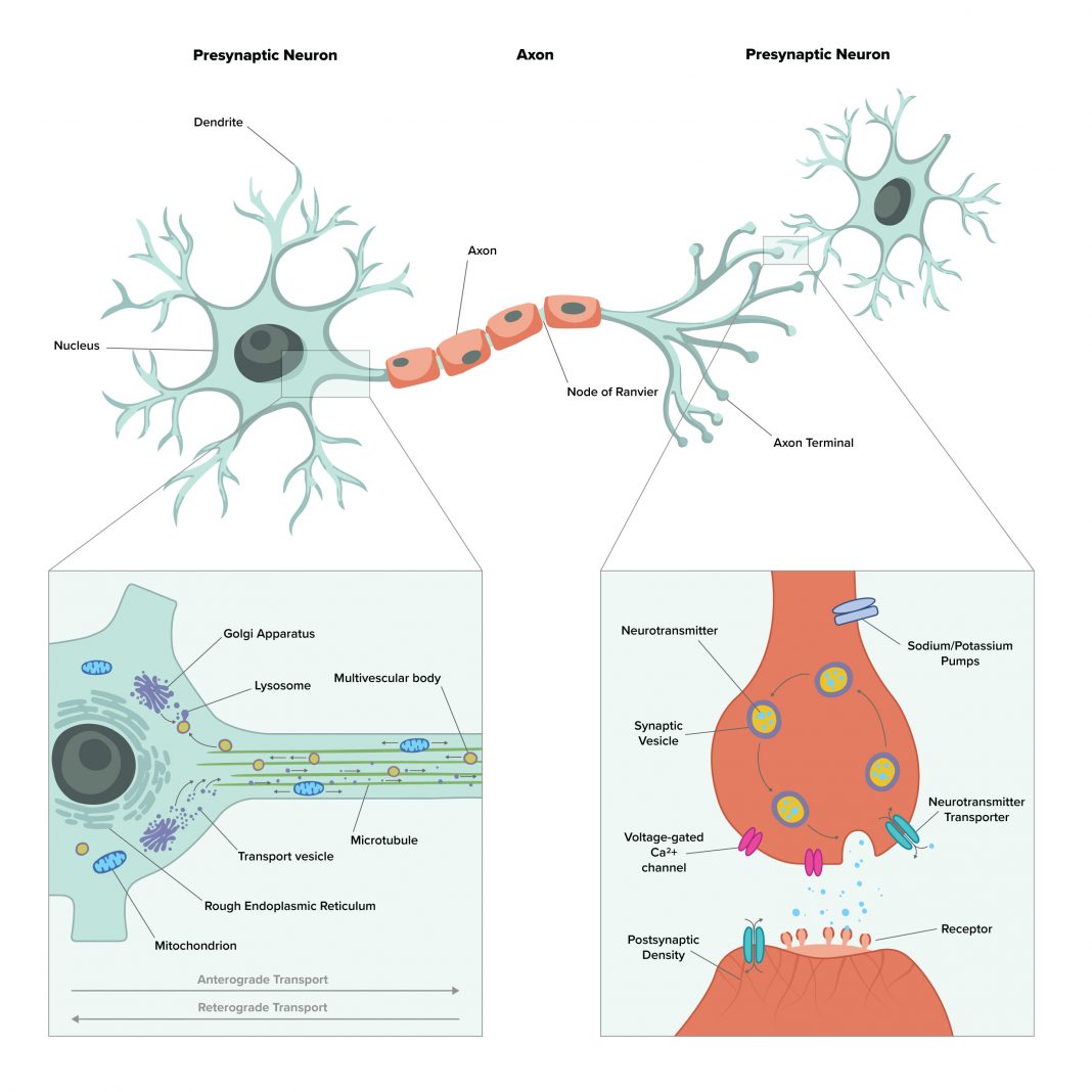 High Energy Consuming Processes in Neurons: Axonal transport Synaptic vesicle recycling, Neurotransmitter release/reuptake, ion pumping, organelle maintenance, protein turnover. therapeutics for neurodegenerative disease