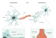 High Energy Consuming Processes in Neurons: Axonal transport Synaptic vesicle recycling, Neurotransmitter release/reuptake, ion pumping, organelle maintenance, protein turnover. therapeutics for neurodegenerative disease