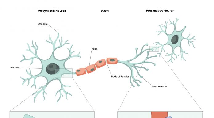 High Energy Consuming Processes in Neurons: Axonal transport Synaptic vesicle recycling, Neurotransmitter release/reuptake, ion pumping, organelle maintenance, protein turnover. therapeutics for neurodegenerative disease