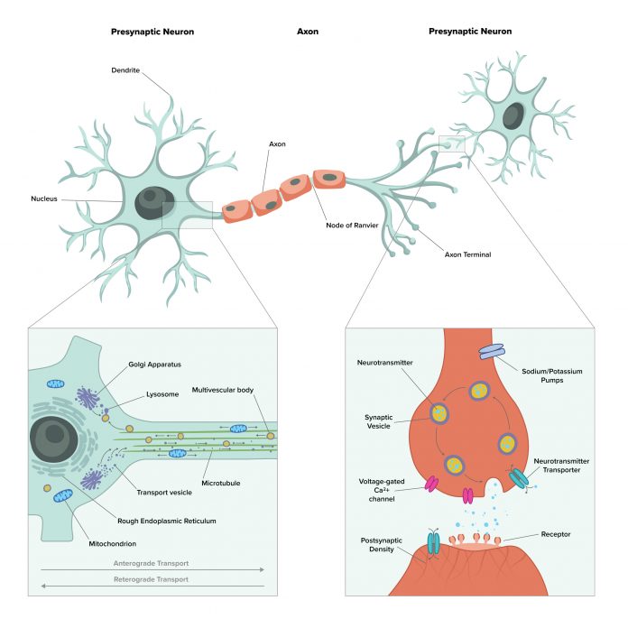 High Energy Consuming Processes in Neurons: Axonal transport Synaptic vesicle recycling, Neurotransmitter release/reuptake, ion pumping, organelle maintenance, protein turnover. therapeutics for neurodegenerative disease