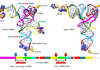 Figure 1. Chemical evolution of type I and type II tRNAs. 3 31 nucleotide minihelices of known sequence were linked to form the 93 nucleotide tRNA precursor, which was processed to type I and type II tRNAs by internal 9 nucleotide deletion(s). The colors are consistent with the model. Molecular graphics were done using ChimeraX