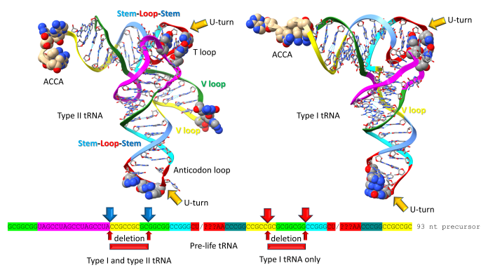 Figure 1. Chemical evolution of type I and type II tRNAs. 3 31 nucleotide minihelices of known sequence were linked to form the 93 nucleotide tRNA precursor, which was processed to type I and type II tRNAs by internal 9 nucleotide deletion(s). The colors are consistent with the model. Molecular graphics were done using ChimeraX