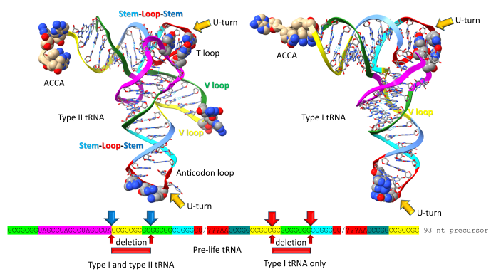 Figure 1. Chemical evolution of type I and type II tRNAs. 3 31 nucleotide minihelices of known sequence were linked to form the 93 nucleotide tRNA precursor, which was processed to type I and type II tRNAs by internal 9 nucleotide deletion(s). The colors are consistent with the model. Molecular graphics were done using ChimeraX