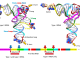 Figure 1. Chemical evolution of type I and type II tRNAs. 3 31 nucleotide minihelices of known sequence were linked to form the 93 nucleotide tRNA precursor, which was processed to type I and type II tRNAs by internal 9 nucleotide deletion(s). The colors are consistent with the model. Molecular graphics were done using ChimeraX