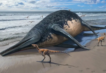 Illustration of an Ichthyotitan severnensis carcass washed up on a beach