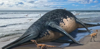 Illustration of an Ichthyotitan severnensis carcass washed up on a beach