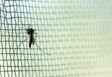 Aedes aegypti Mosquito on white mosquito wire mesh