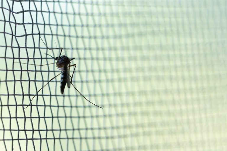 Aedes aegypti Mosquito on white mosquito wire mesh