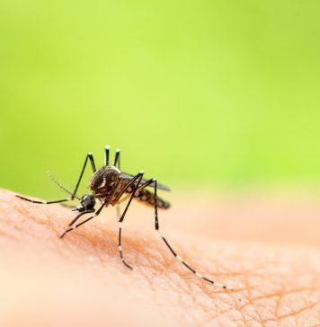 Aedes aegypti or yellow fever mosquito sucking blood on skin,Macro close up show markings on its legs and a marking in the form of a lyre on the upper surface of its thorax