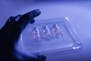 Close-up hand of medical worker with surgical gloves holding a set of deep frozen COVID-19 (SARS-CoV-2) coronavirus vaccine vials. Blue abstract background.