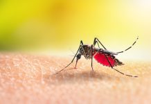 Aedes mosquitoe is sucking blood on human skin