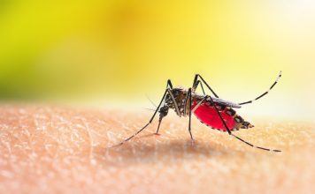 Aedes mosquitoe is sucking blood on human skin