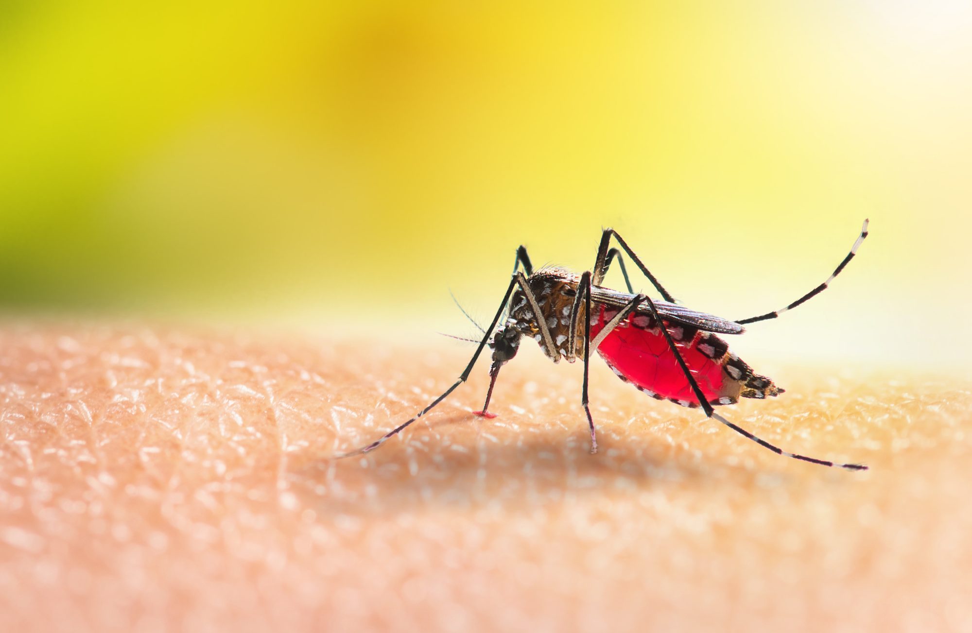 Malaria cases rising in UK following an increase in overseas travel