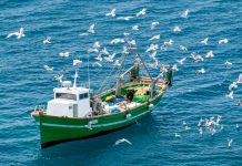 A fishing boat surrounded by seagulls.
