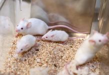 Mice being used in scientific research.