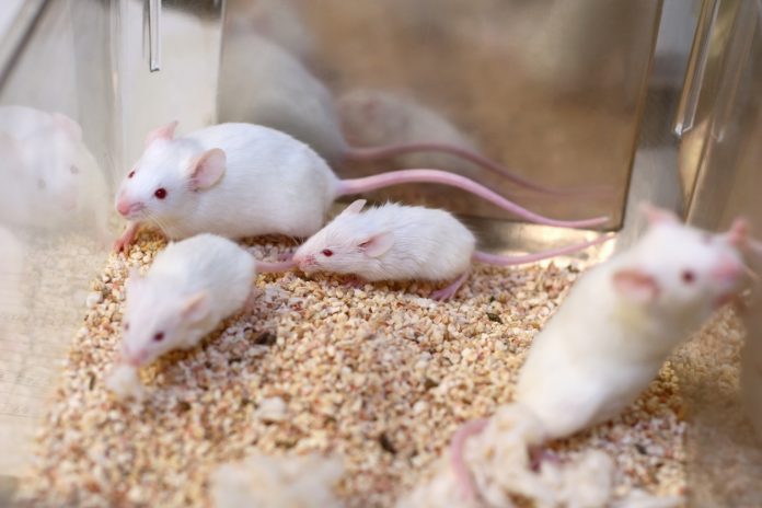 Mice being used in scientific research.