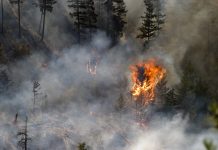 Tree ablaze in forest fire with smoke and charred trees