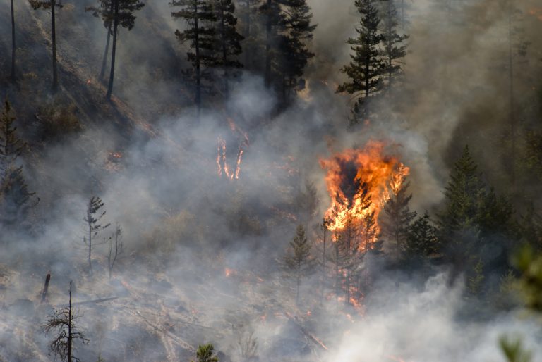 Tree ablaze in forest fire with smoke and charred trees