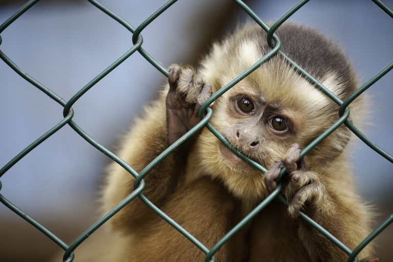 Caged monkey