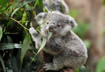 close-up of a young koala bear (Phascolarctos cinereus) on a tree eating eucalypt leaves.