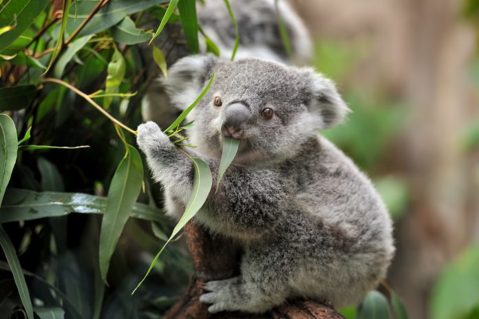 close-up of a young koala bear (Phascolarctos cinereus) on a tree eating eucalypt leaves.