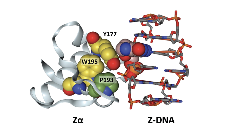The Zα domain binds specifically to left-handed DNA