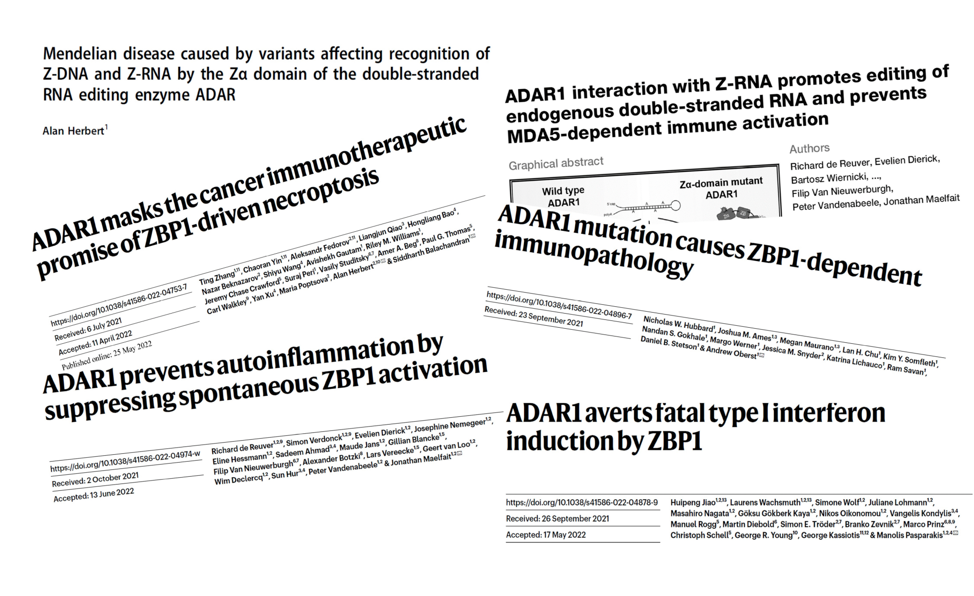 Z-flipons Affect Disease Outcomes