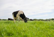 Black and white dairy cow grazing contentedly relaxed and happy while other cows graze behind. Methane and greenhouse gases a big problem with cattle being farmed this way this natural way of farming is under threat.