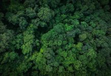 Aerial top view of green trees in forest. Drone view of dense green tree captures CO2. Green tree nature background for carbon neutrality and net zero emissions concept. Sustainable green environment.