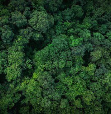 Aerial top view of green trees in forest. Drone view of dense green tree captures CO2. Green tree nature background for carbon neutrality and net zero emissions concept. Sustainable green environment.