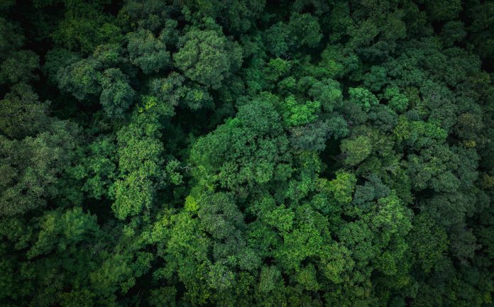 Aerial top view of green trees in forest. Drone view of dense green tree captures CO2. Green tree nature background for carbon neutrality and net zero emissions concept. Sustainable green environment.