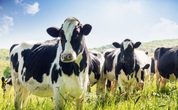 Close-up of cows in summer