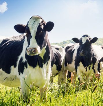 Close-up of cows in summer