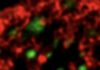 Still image of highly dynamic chromatin (red) interacts with Arc pucta (green). Shown is a small detail of a neuronal nucleus imaged by high-resolution microscopy. Notice how finger-like extensions of the chromatin transiently visit Arc pucta. The movie is sped up 10 times.