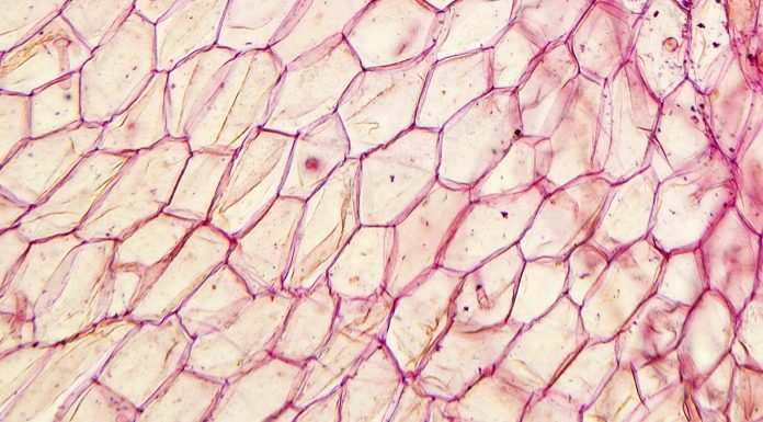 Microscopic preparation, tissue plant